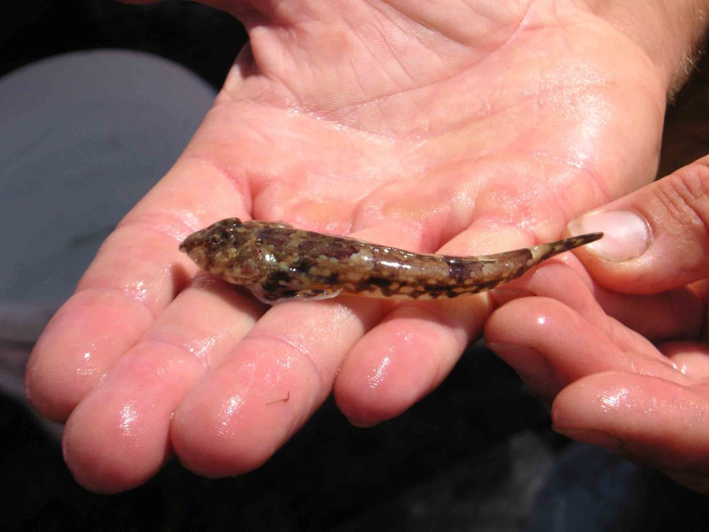 Où faire de la pêche à pied en famille en Vendée